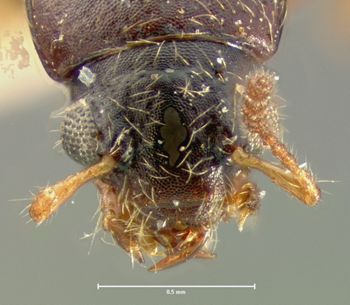 Media type: image;   Entomology 6540 Aspect: head dorsal view